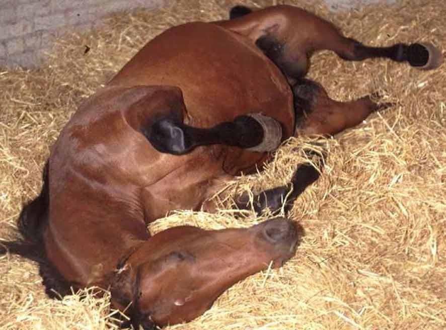 EQUINE NUTRITION: Diet to follow after a colic